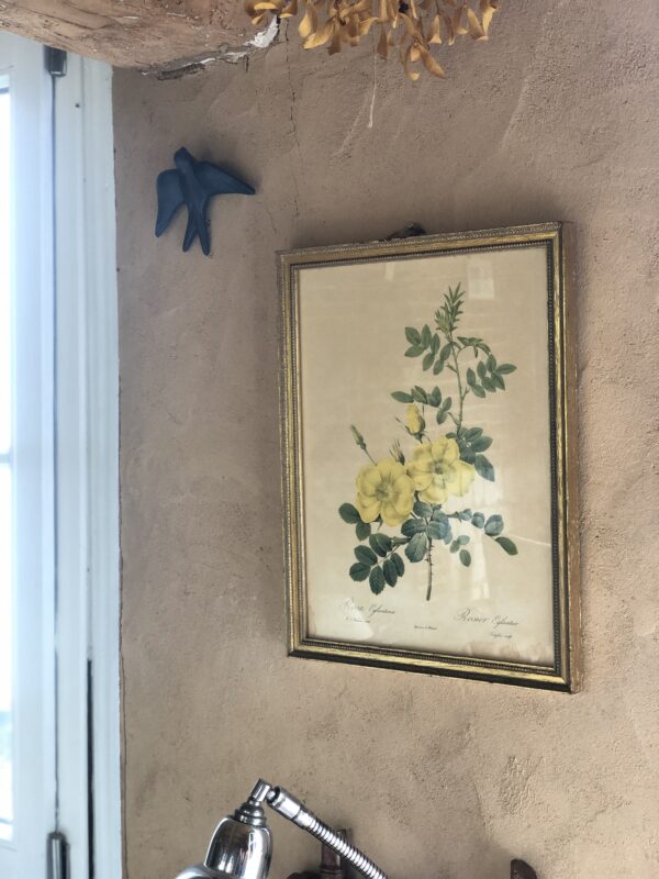 L'illustration botanique Redouté – Image 3